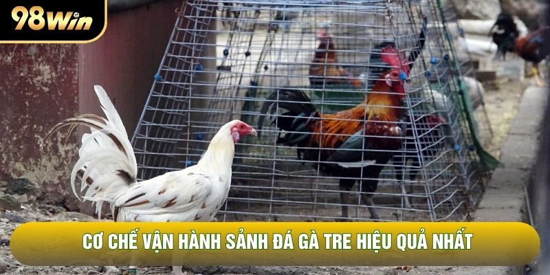 Cơ chế vận hành sảnh đá gà tre hiệu quả nhất Cơ chế vận hành sảnh đá gà tre hiệu quả nhất