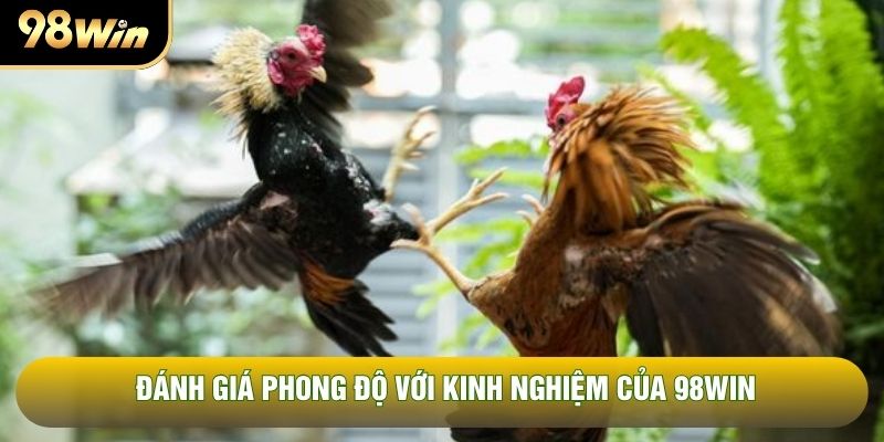 Đánh giá phong độ với kinh nghiệm của 98WIN Đánh giá phong độ với kinh nghiệm của 98WIN