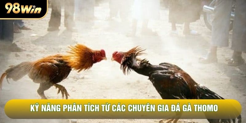 Kỹ năng phân tích từ các chuyên gia đá gà Thomo Kỹ năng phân tích từ các chuyên gia đá gà Thomo