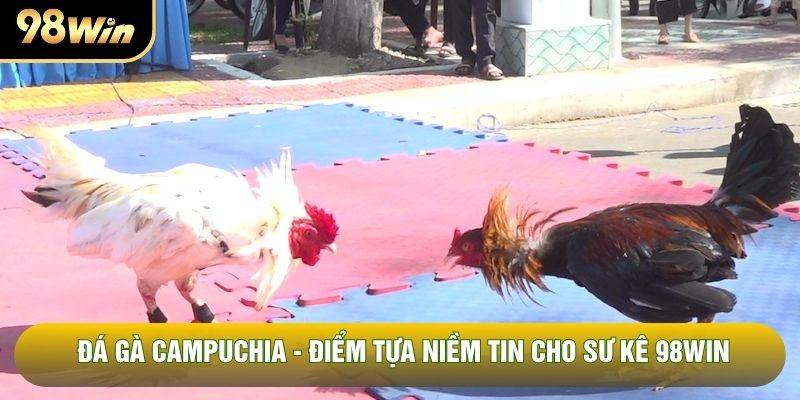 Đá Gà Campuchia - Điểm Tựa Niềm Tin Cho Sư Kê 98WIN