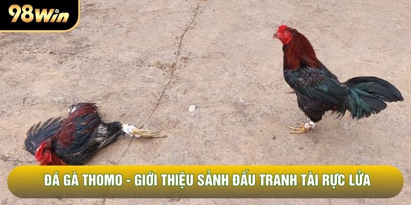 Đá Gà Thomo - Giới Thiệu Sảnh Đấu Tranh Tài Rực Lửa